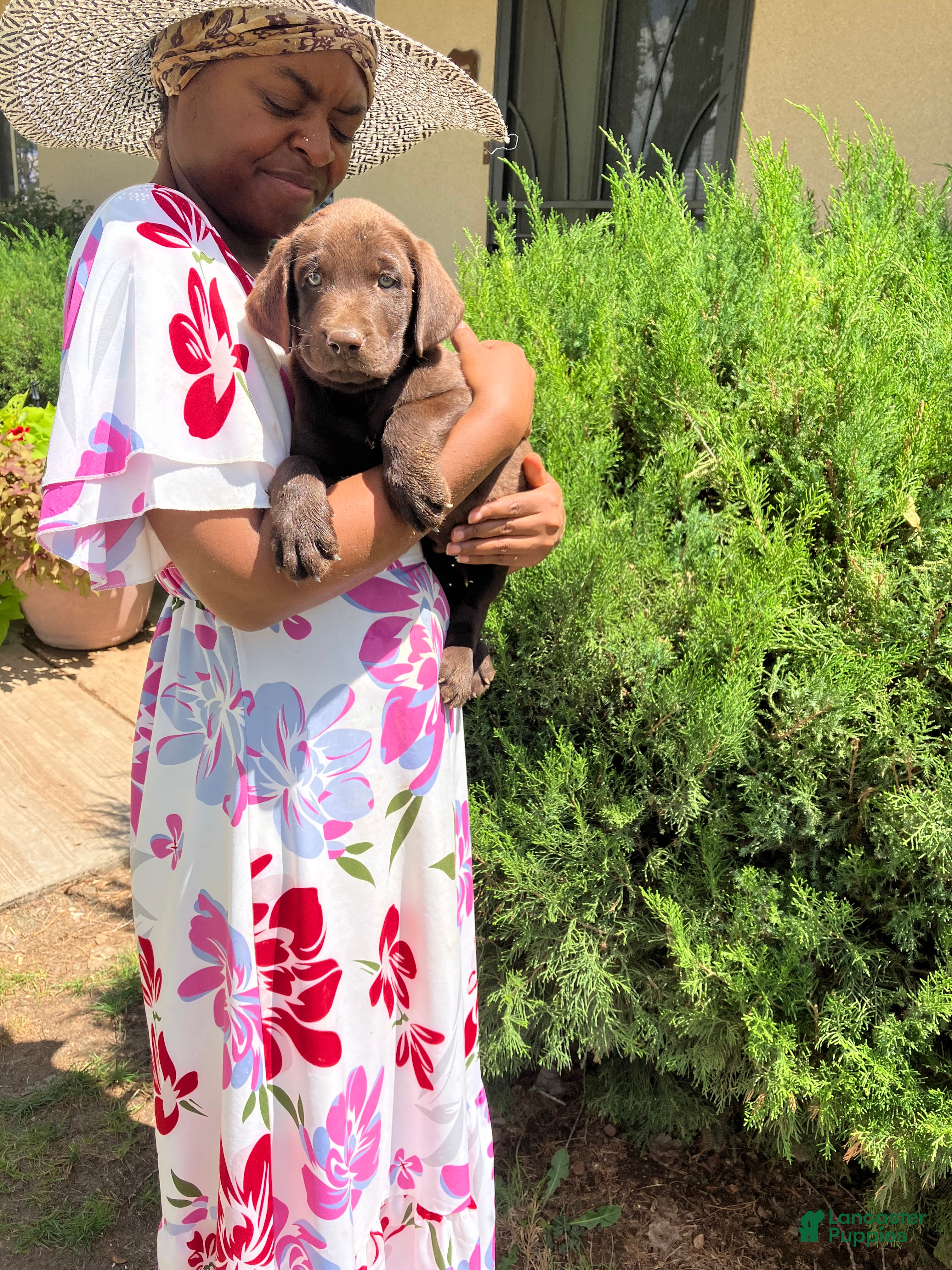 Labrador Retriever dogs for sale: Labrador Retriever 5 - Ad 2