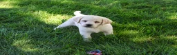 Labrador Retriever dogs for sale: Bubbles - Ad 5