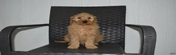 Goldendoodle dogs for sale: Jaxson - Ad 4