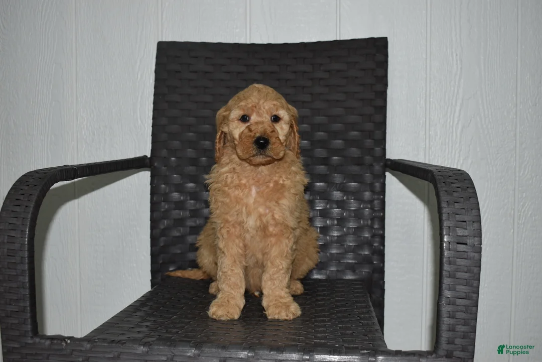 Goldendoodle dogs for sale: Jaxson - Ad 4