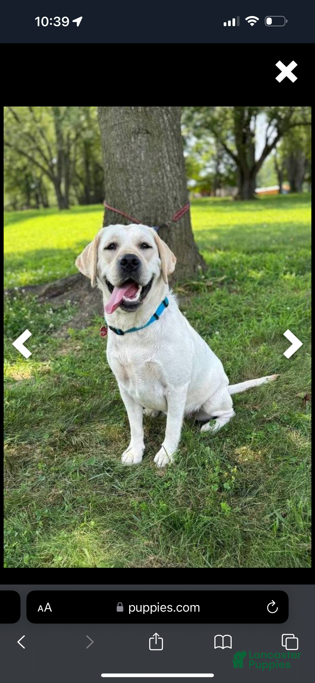 Labrador Retriever dogs for sale: Missy - Ad 3