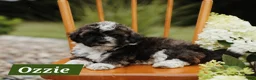 Mini Aussiedoodle dogs for sale: Ozzie - Ad 3