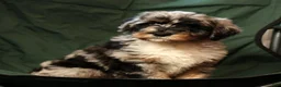Sheepadoodle dogs for sale: Molly - Ad 8