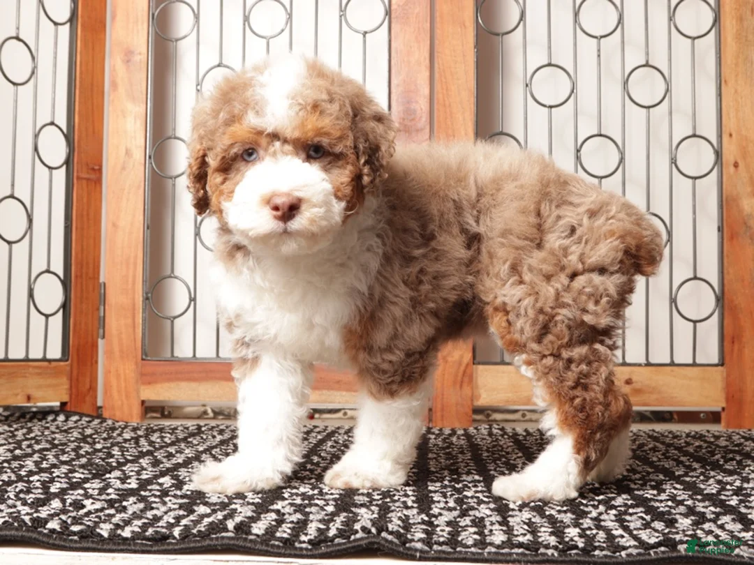 Mini Aussiedoodle dogs for sale: Claire Red Merle Mini Aussie Poo - Ad 2
