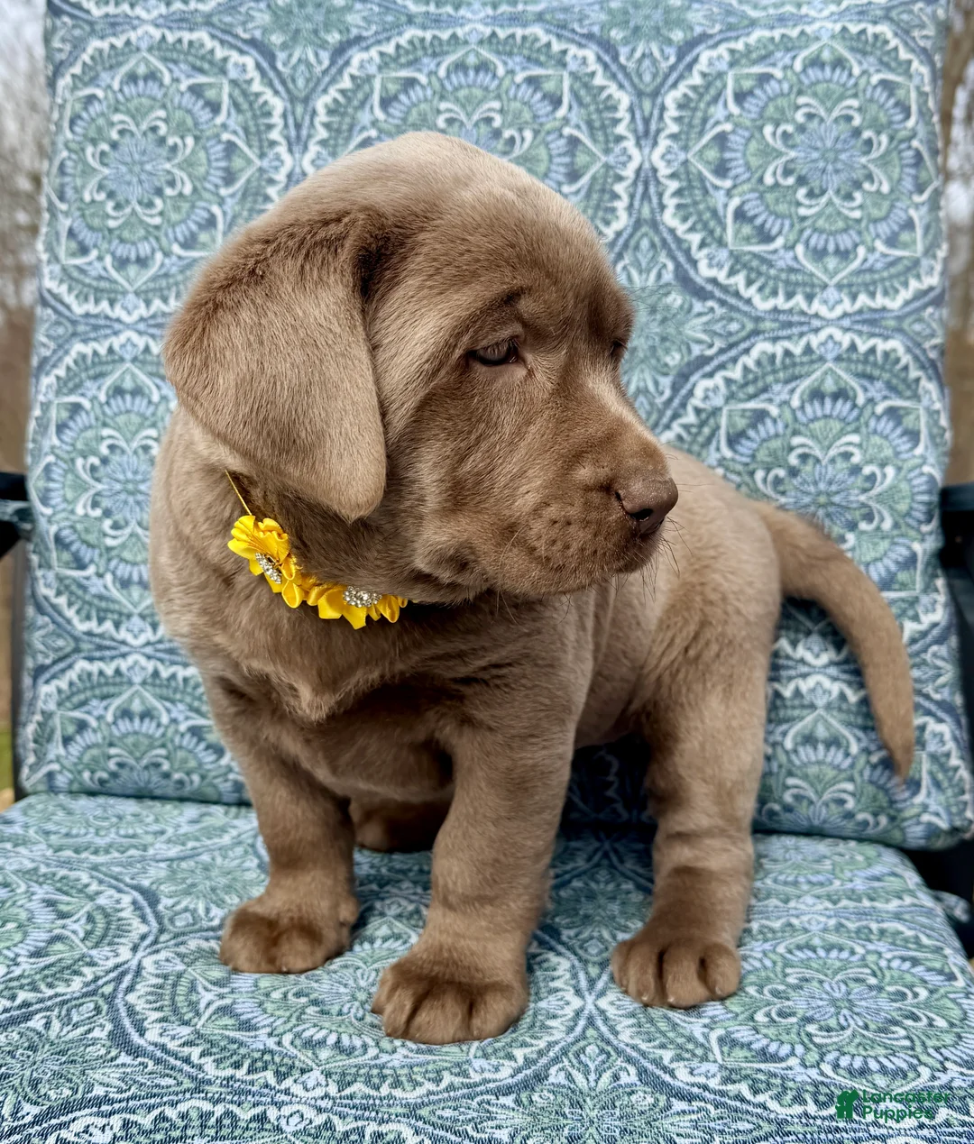 Labrador Retriever dogs for sale: Daisy - Ad 2