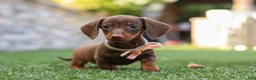 Miniature Dachshund dogs for sale: Ana - Ad 6
