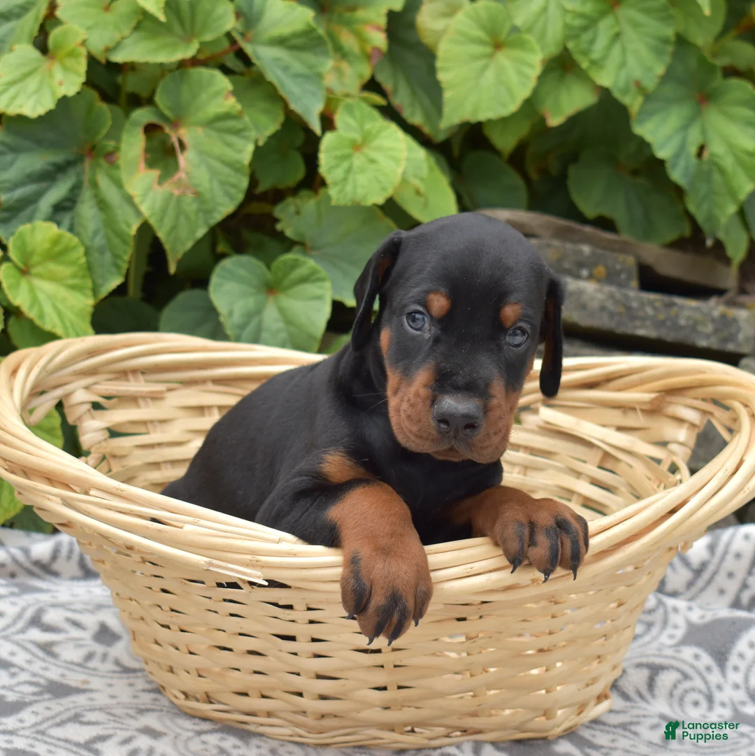 Doberman Pinscher dogs for sale: Phoenix - Ad 6