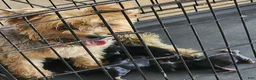 Mixed Breed dogs for sale: Mixed Breed 2 - Ad 2