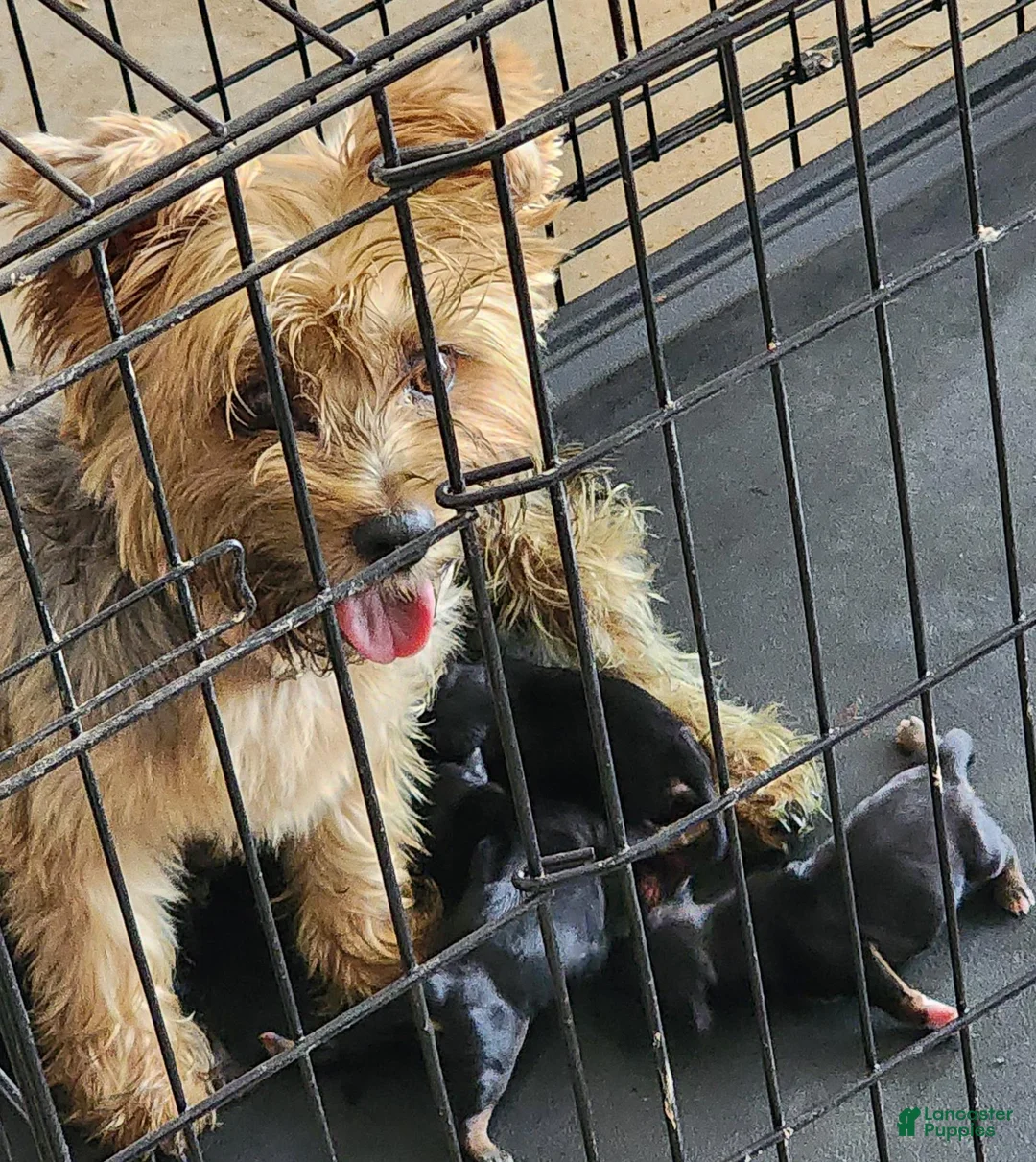Mixed Breed dogs for sale: Mixed Breed 2 - Ad 2
