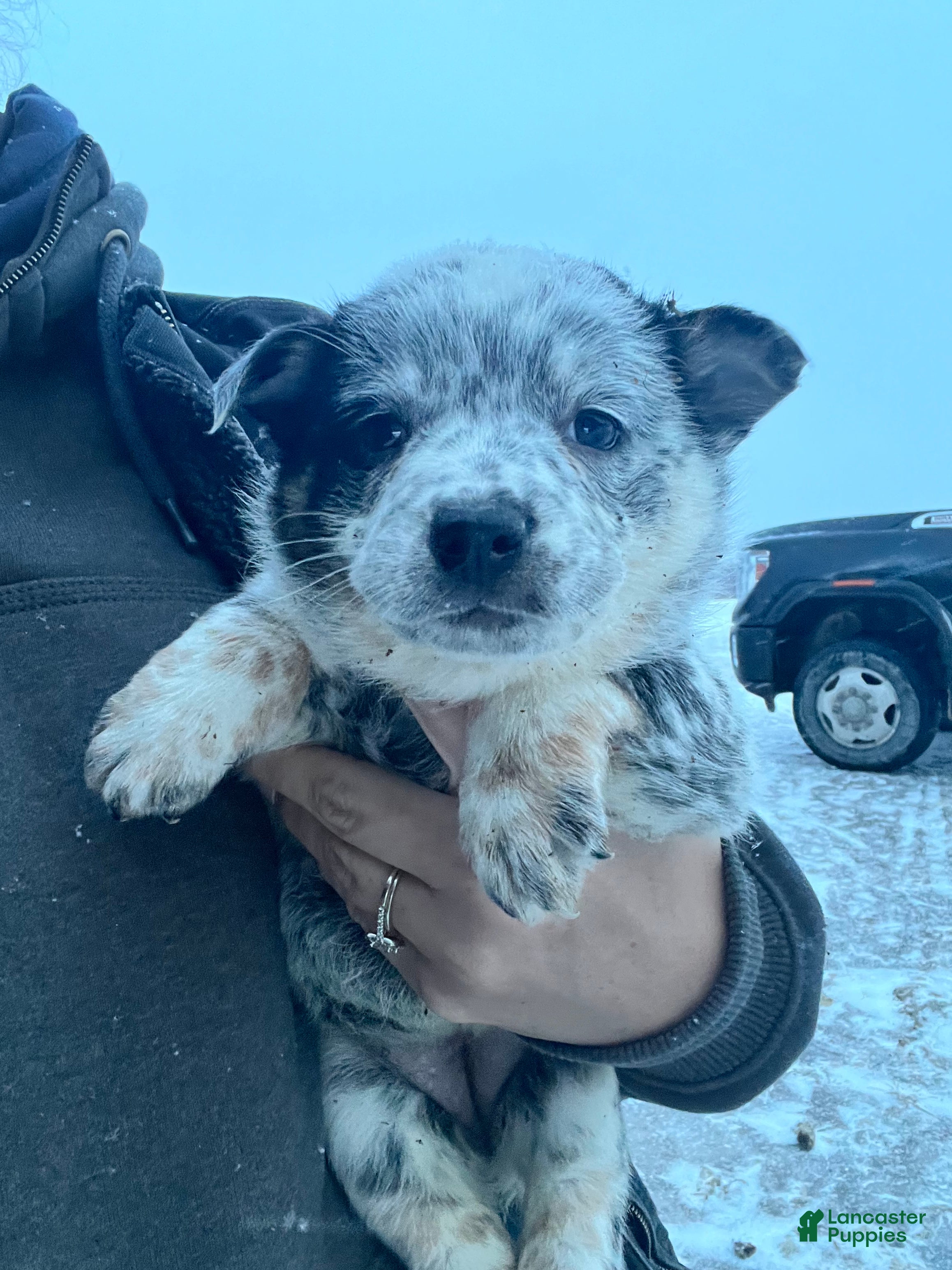 Australian Cattle Dog dogs Jackie - Ad 26