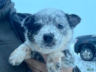 Australian Cattle Dog dogs Jackie - Ad 6