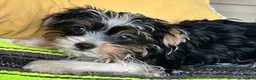 Yorkshire Terrier dogs for sale: Yorkshire Terrier 2 - Ad 5