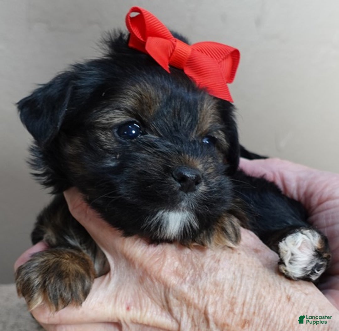 Yorkshire Terrier dogs for sale: Kismet black face - Ad 7
