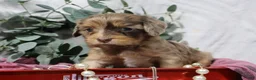 Cavapoo dogs for sale: Celine  - Ad 5