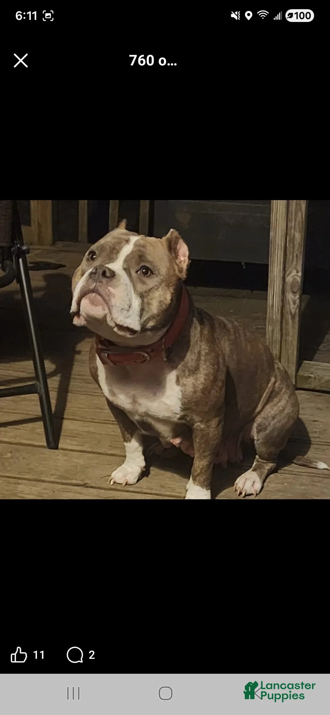 American Bully dogs for sale: Stubs - Ad 6