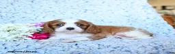 Cavalier King Charles Spaniel dogs for sale: Zephaniah - Ad 5