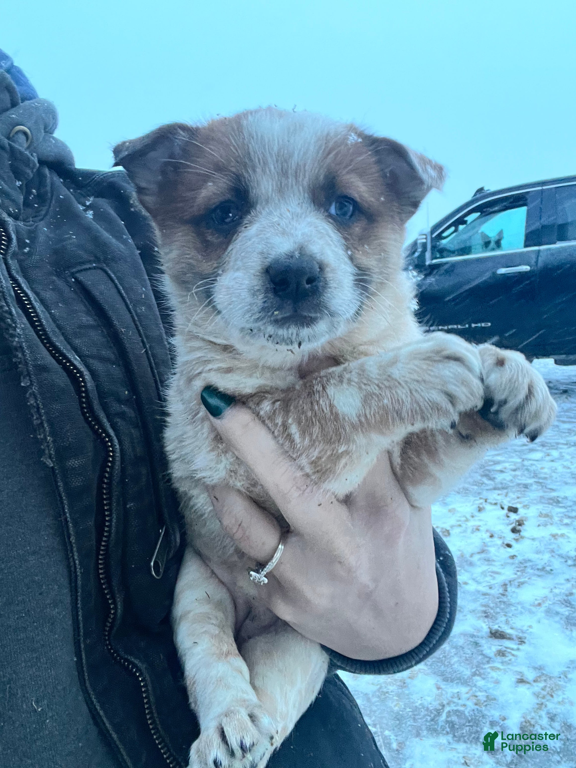 Australian Cattle Dog dogs Isabel - Ad 32