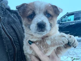 Australian Cattle Dog dogs Isabel - Ad 32