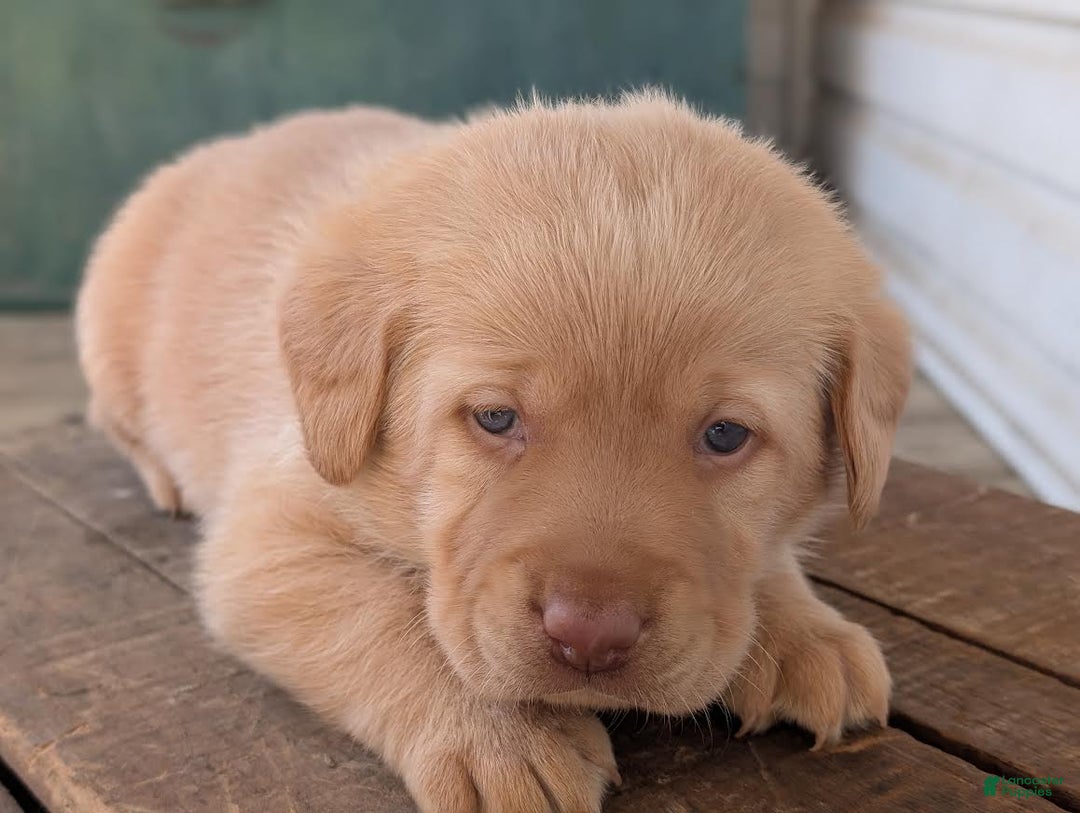 Labrador Retriever dogs for sale: Zack - Ad 7