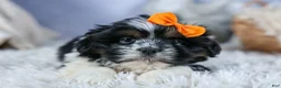 Shih Tzu dogs for sale: HARLEY - Ad 9