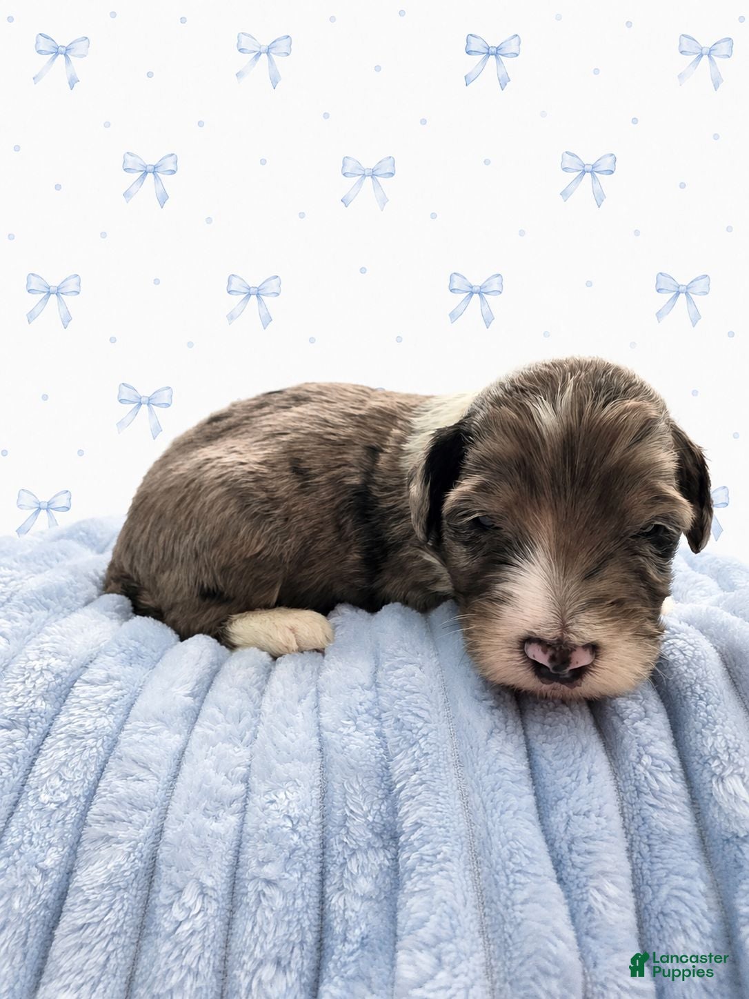 Sheepadoodle dogs Sheepadoodle 7 - Ad 2