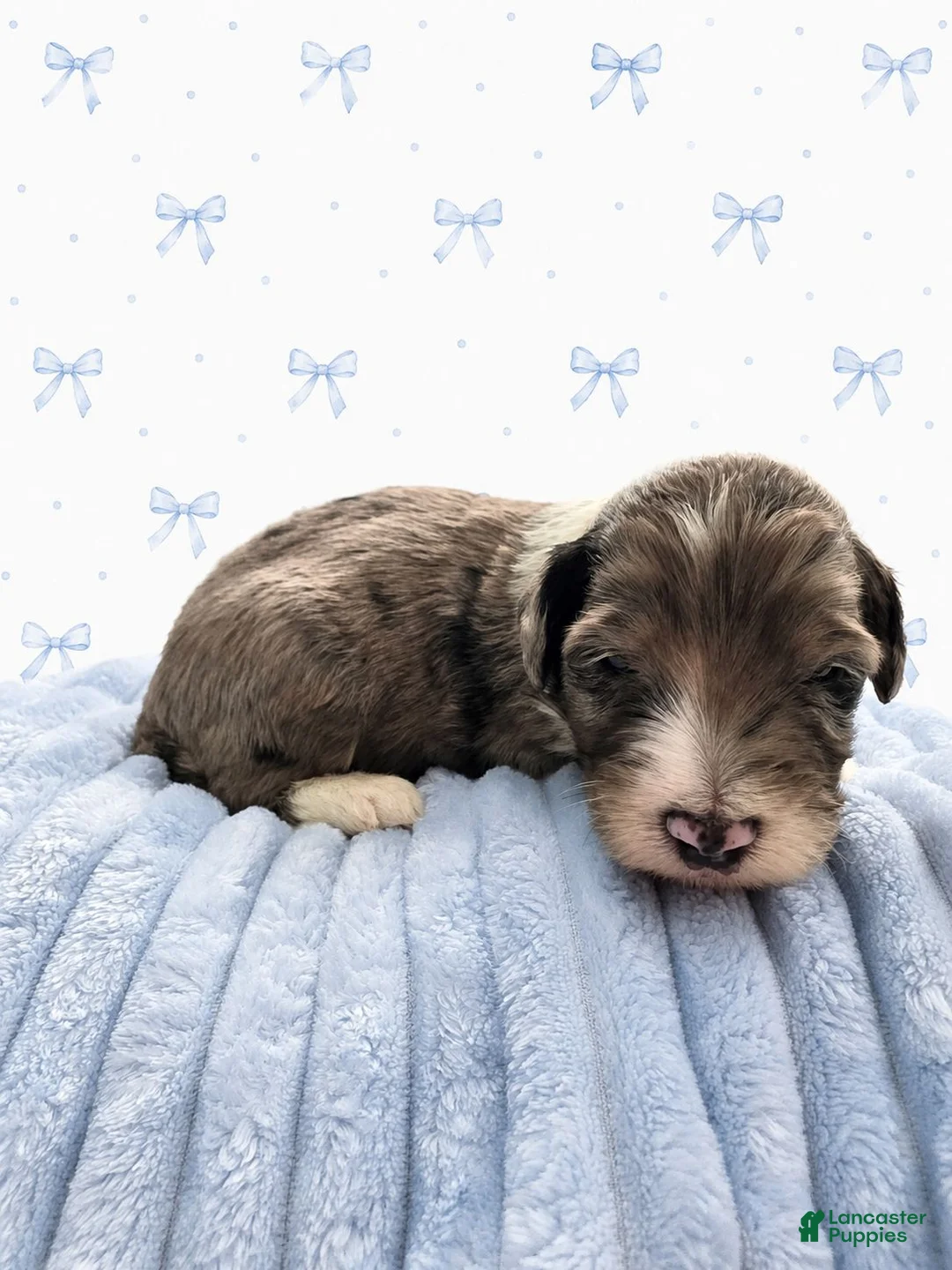 Sheepadoodle dogs for sale: Sheepadoodle 7 - Ad 2