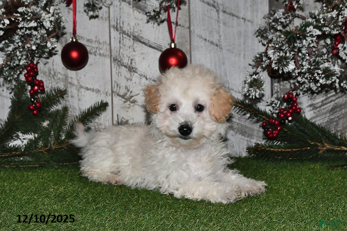 Maltipoo dogs Lilly Rose - Ad 2