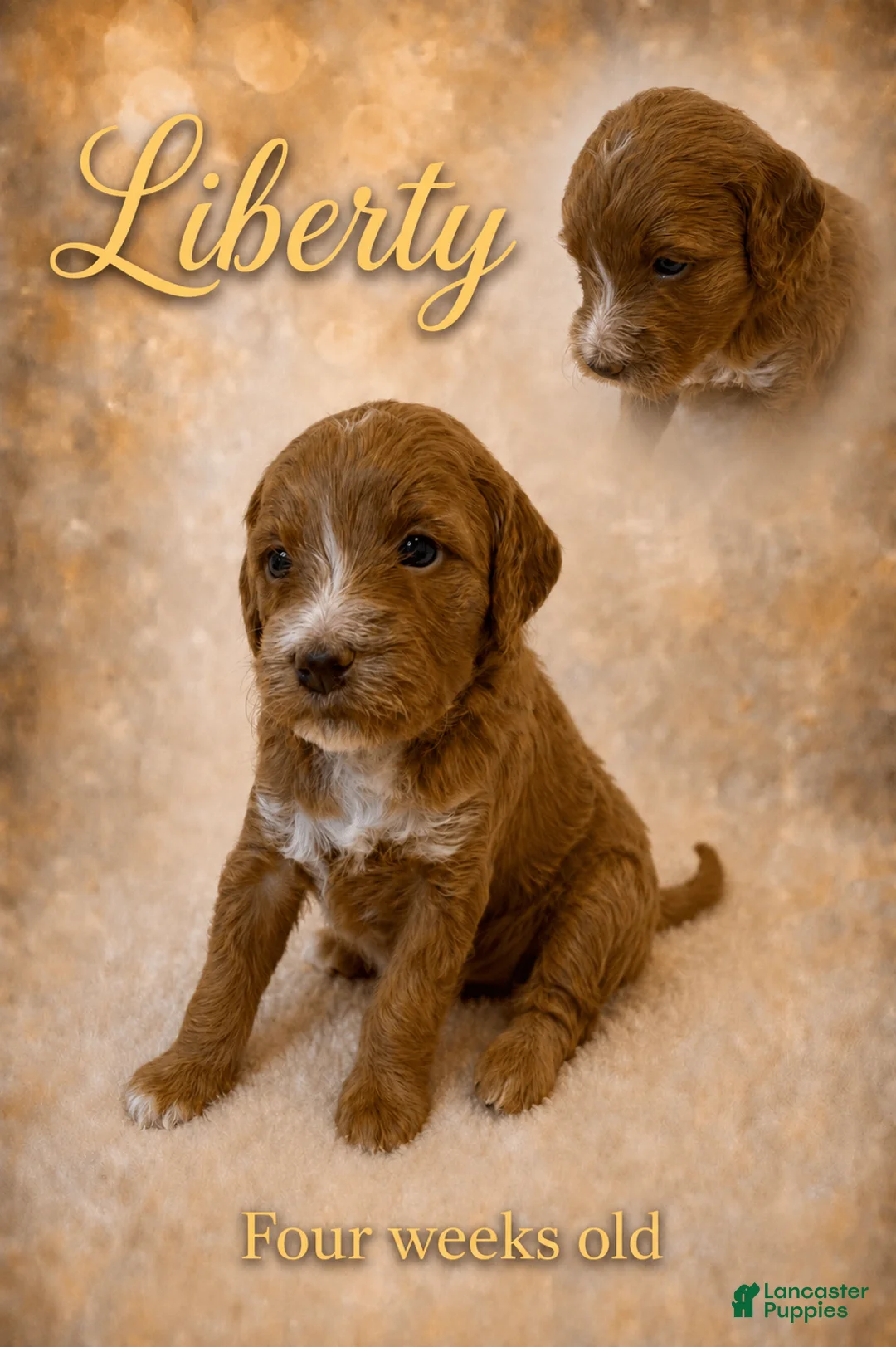 Mini Goldendoodle dogs for sale: Liberty - Ad 1