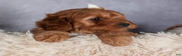 Cavapoo dogs for sale: OREO - Ad 10