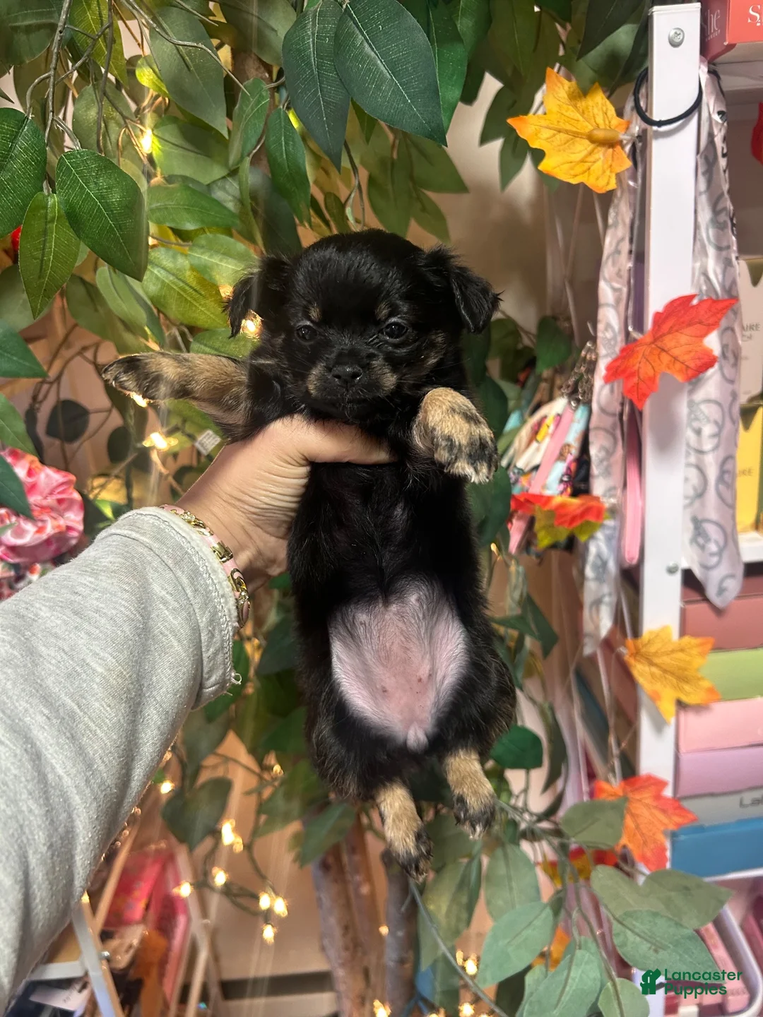Chihuahua dogs for sale: Chihuahua 6 - Ad 2