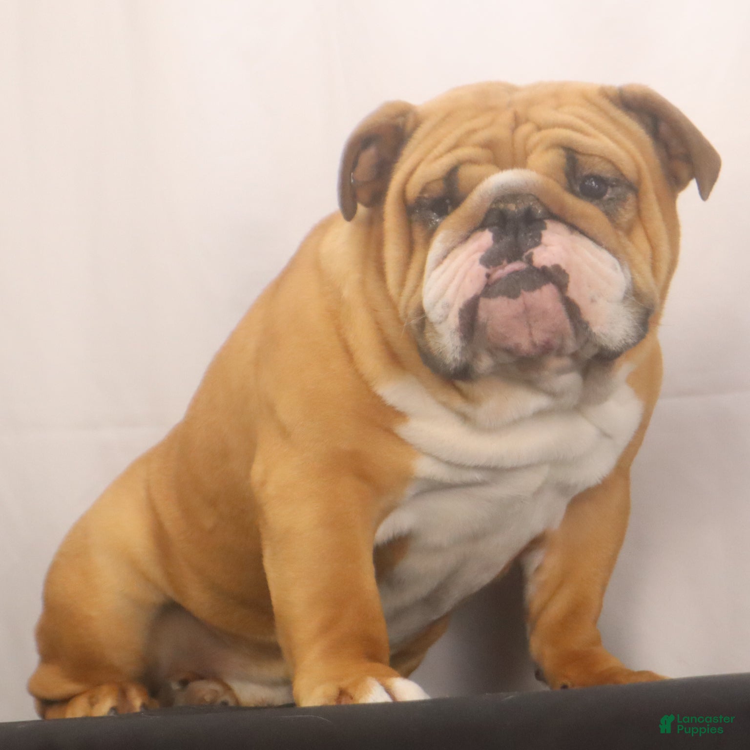 English Bulldog dogs Griffin - Ad 2