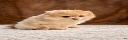 Pomeranian dogs for sale: Pomeranian 3 - Ad 4