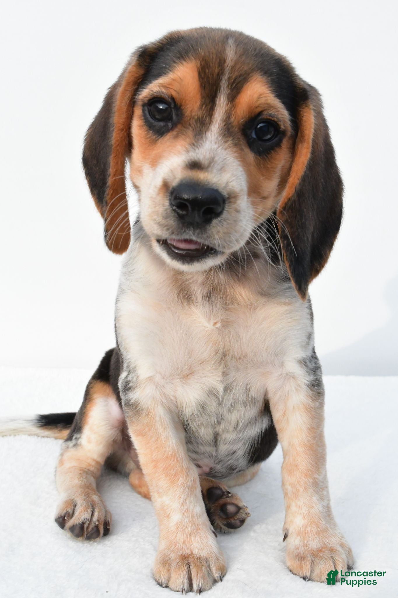 Beagle dogs Andy - Ad 2