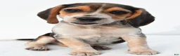 Beagle dogs for sale: Andy - Ad 2