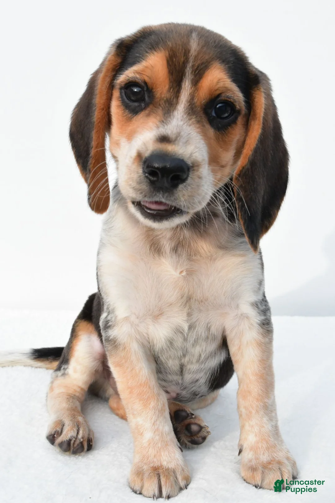 Beagle dogs for sale: Andy - Ad 2