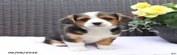 Mixed Breed dogs for sale: Cooper - Ad 4