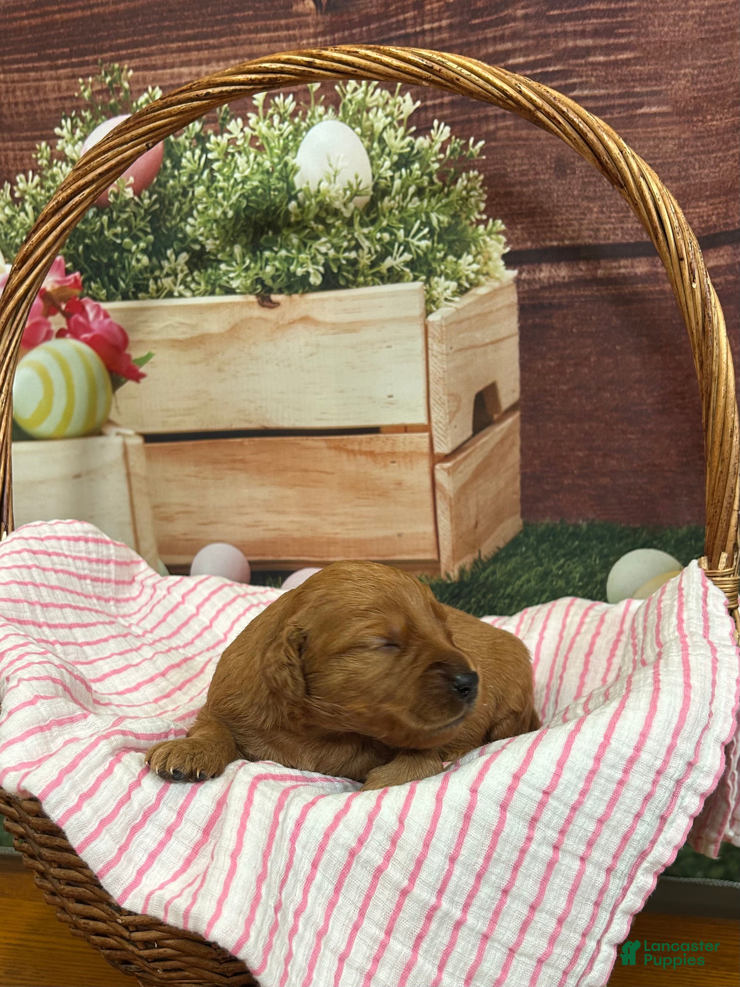 Golden Retriever dogs Honey  - Ad 1