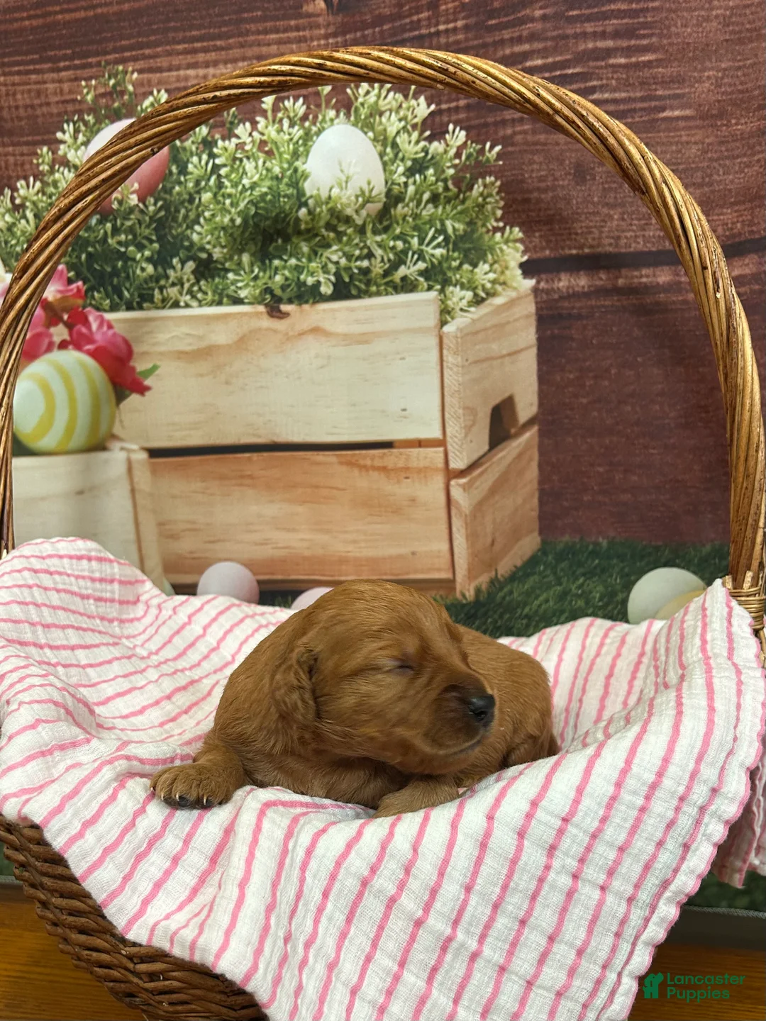 Golden Retriever dogs for sale: Honey  - Ad 1