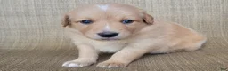 Australian Shepherd dogs for sale: Dollie - Ad 4