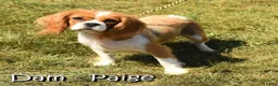 Cavalier King Charles Spaniel dogs for sale: Rosy - Ad 10