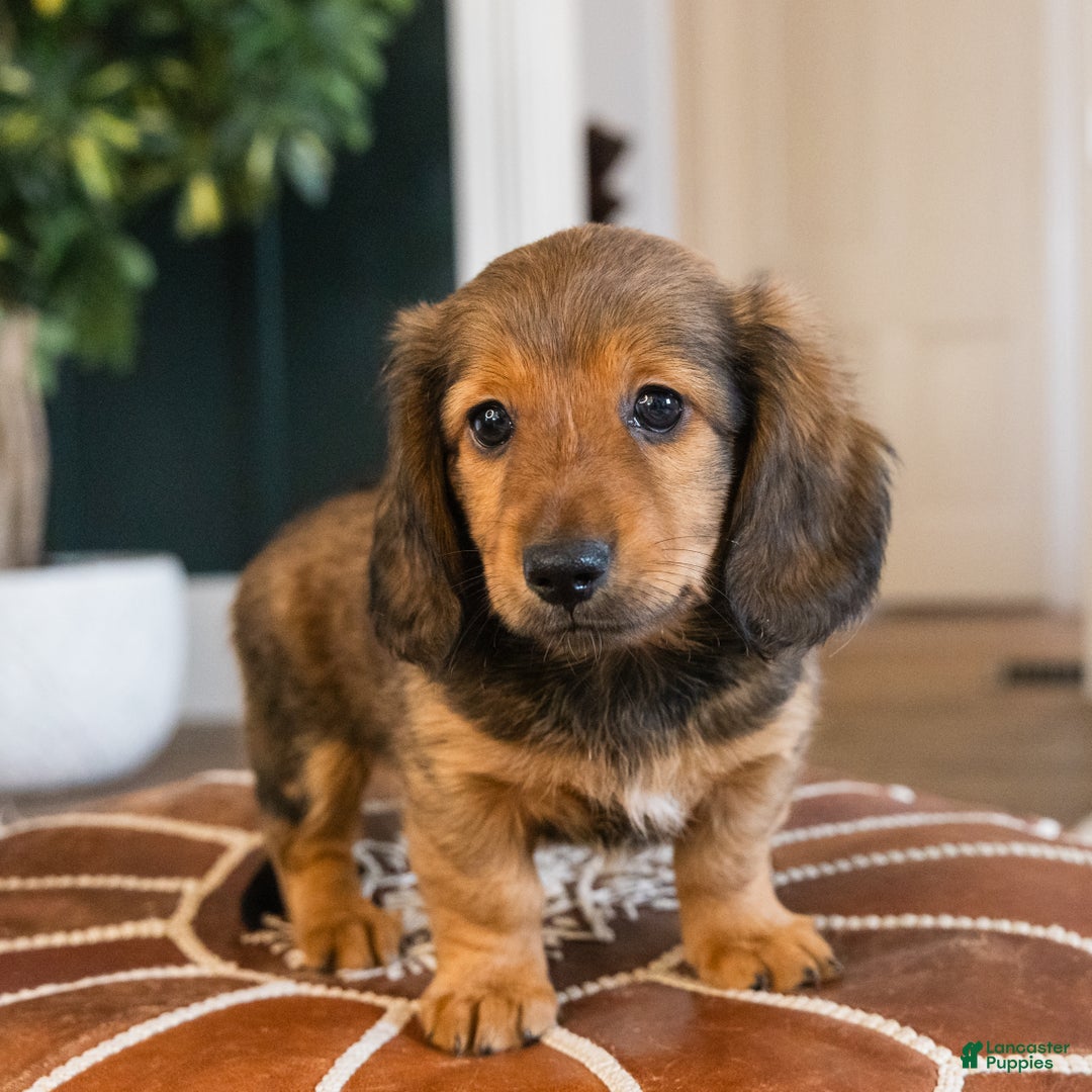 Dachshund dogs for sale: Dash - CHRISTMAS PUPPY! - Ad 21