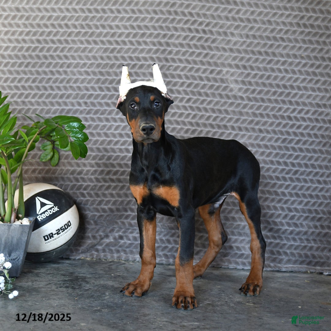 Doberman Pinscher dogs for sale: Zues - Ad 2