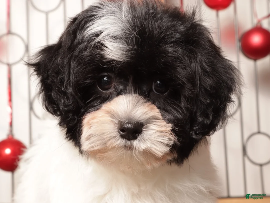 Shihpoo dogs for sale: Tina - Ad 4