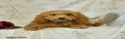 Mini Goldendoodle dogs for sale: Melody - Ad 3