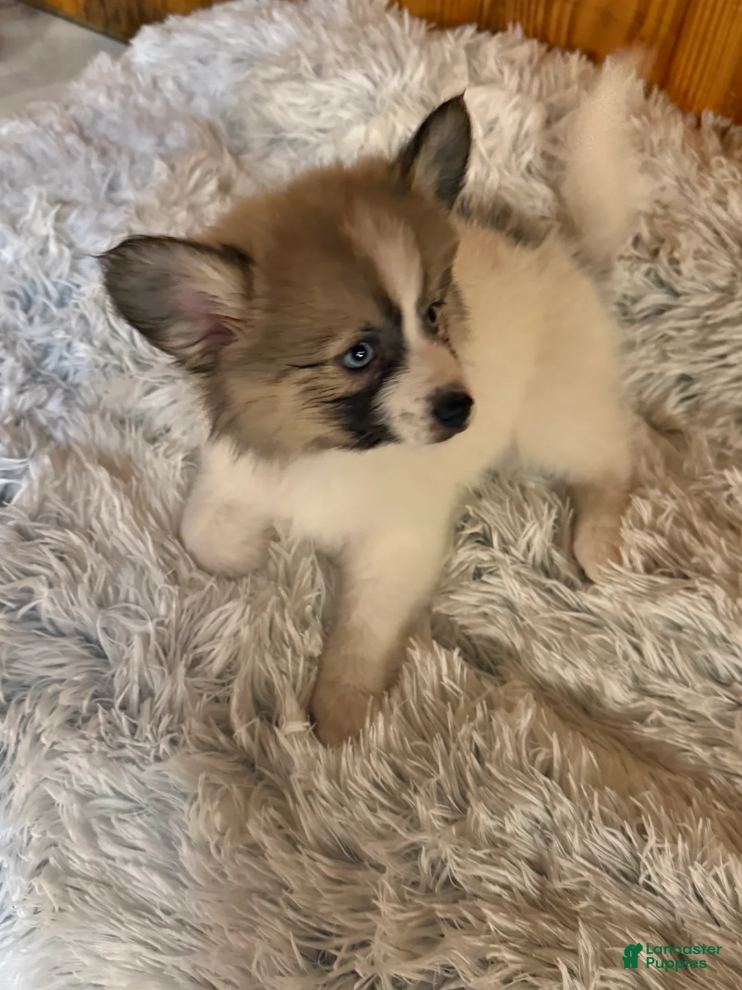 Mixed Breed dogs for sale: Mixed Breed Puppy 4 - Ad 2