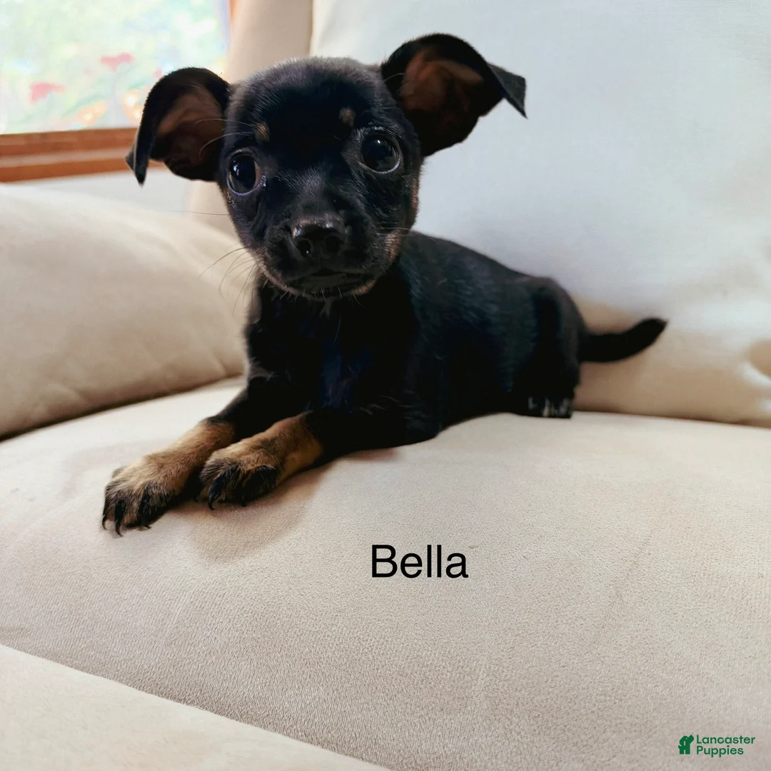 Chihuahua dogs for sale: Bella - Ad 1