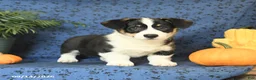 Welsh Corgi Pembroke dogs for sale: Gus - Ad 5