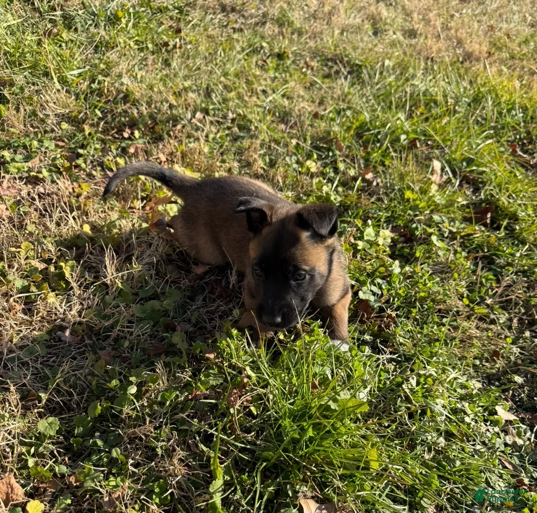 Belgian Malinois dogs for sale: Belgian Malinois Puppy 4 - Ad 4