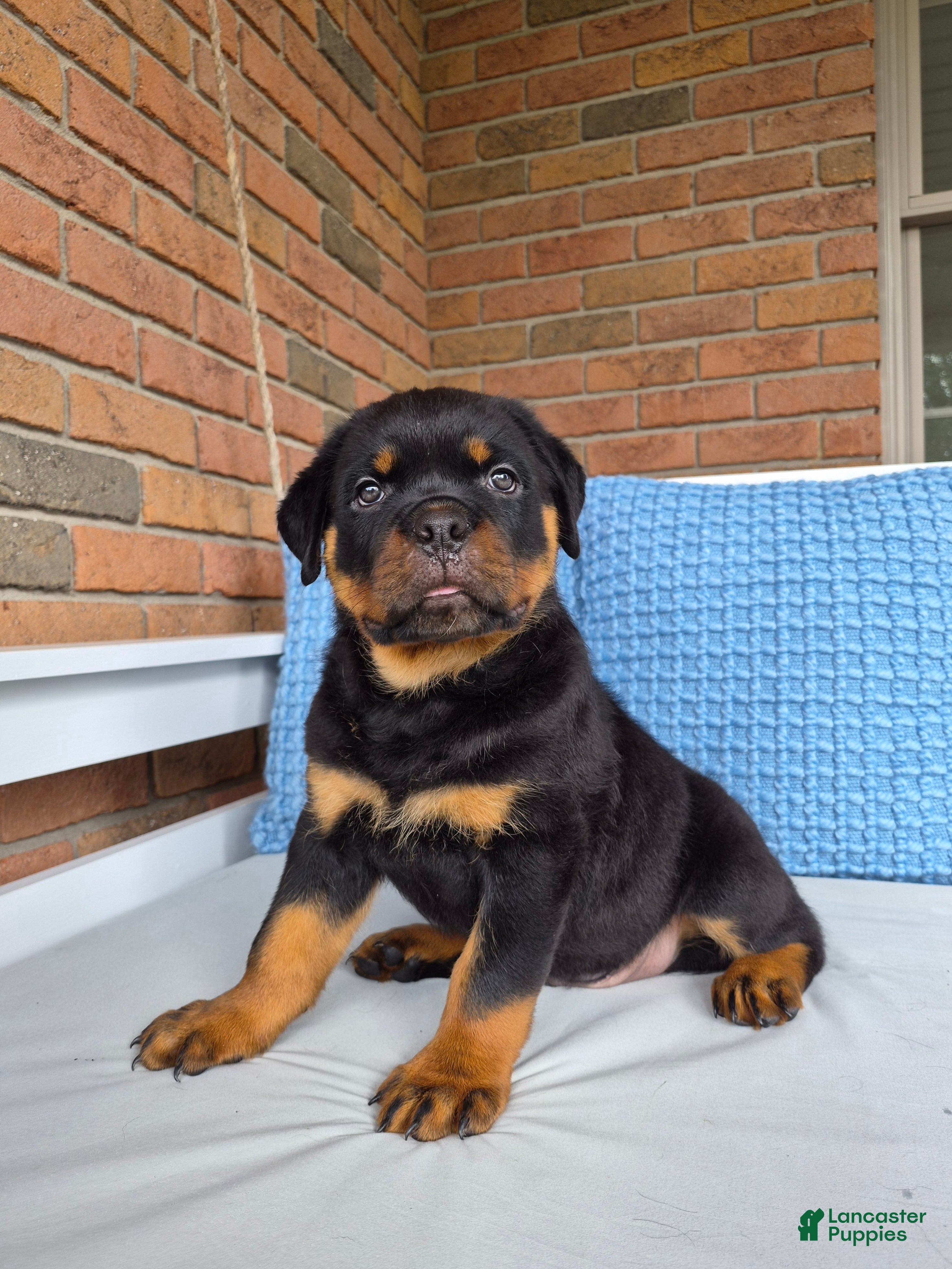 Rottweiler dogs Bruno - Ad 1
