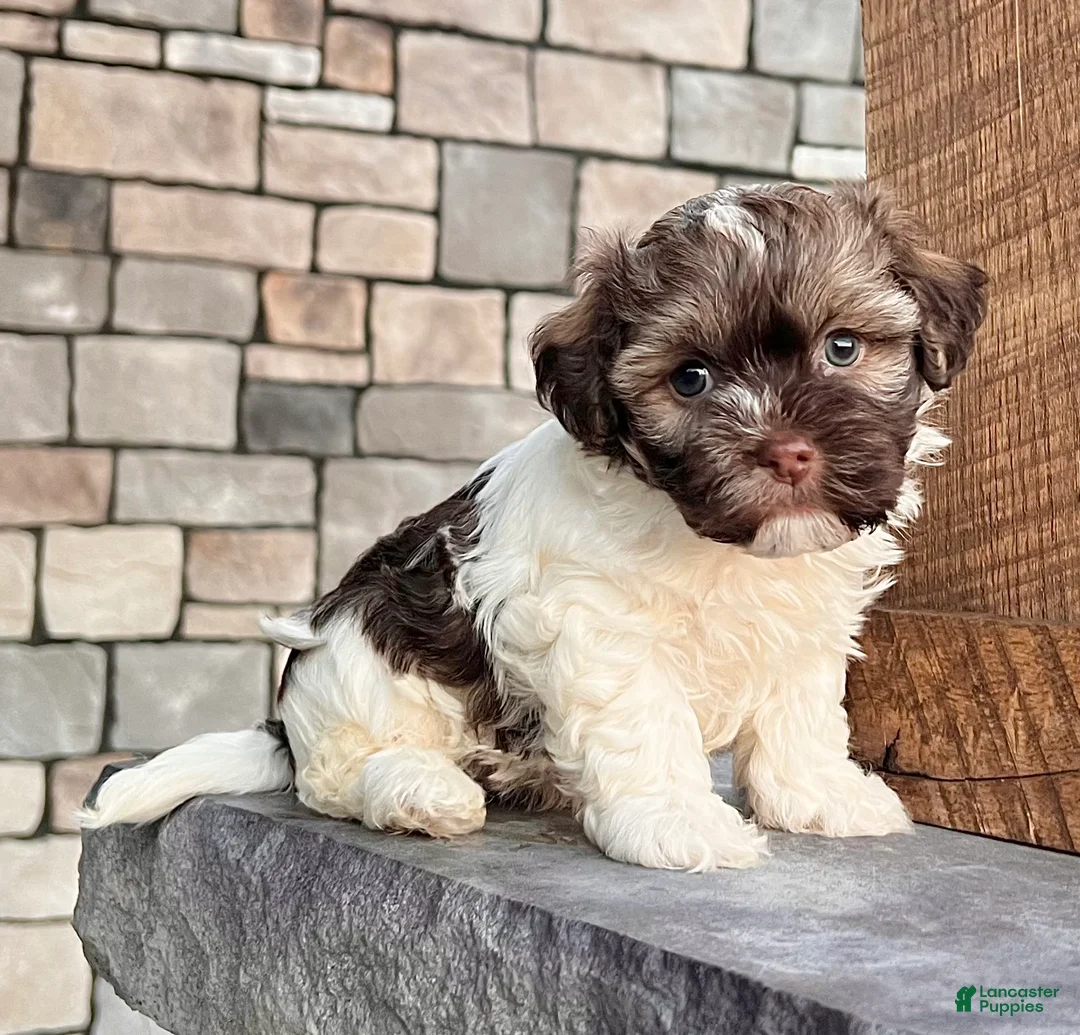 Havanese dogs for sale: Calvin - Ad 6